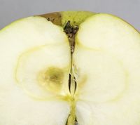 Wagener Apple
